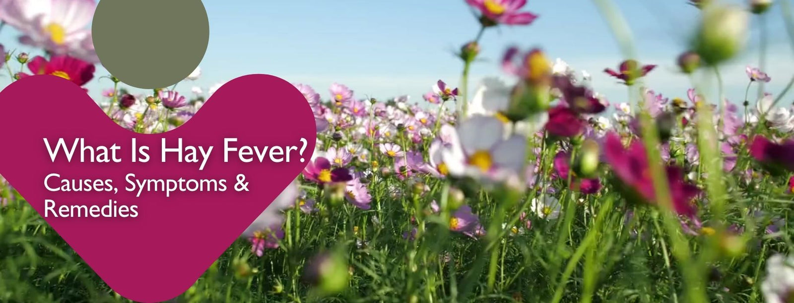 understanding-hay-fever-causes-symptoms-and-effective-remedies