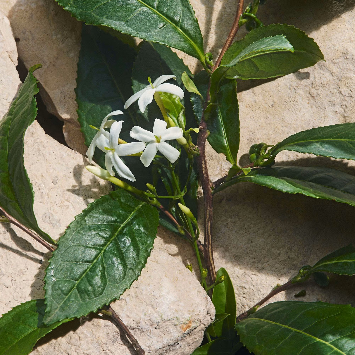 d-g-capri-in-love-female-edp-100ml-3003877-5