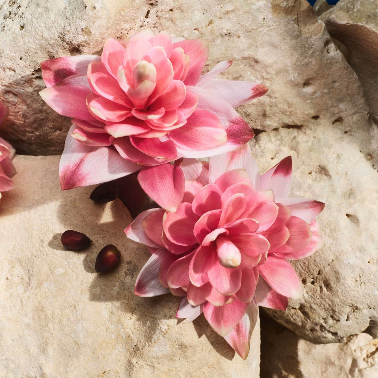 d-g-capri-in-love-female-edp-100ml-3003877-4