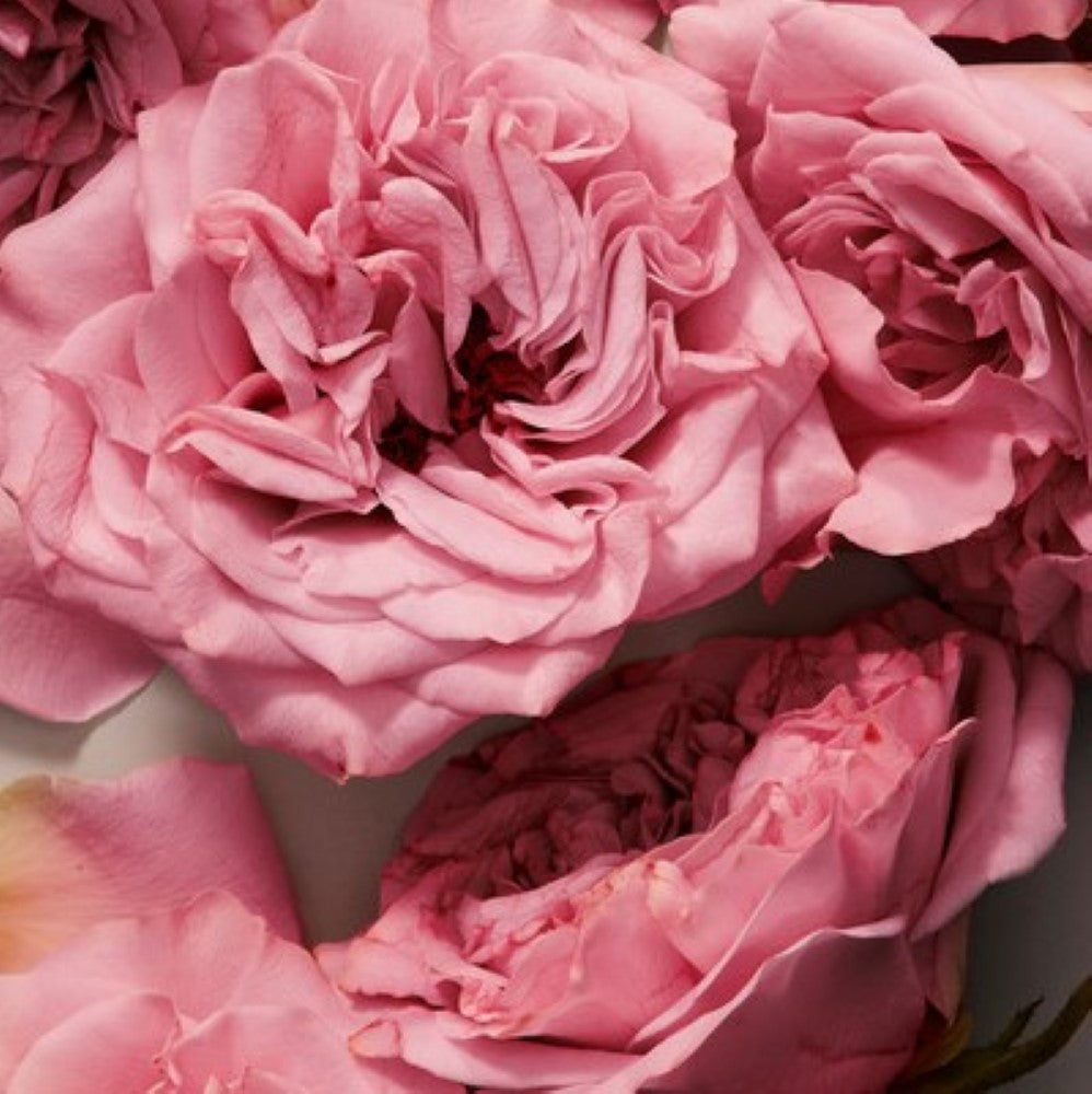 d-g-the-one-edp-50ml-3002479-4