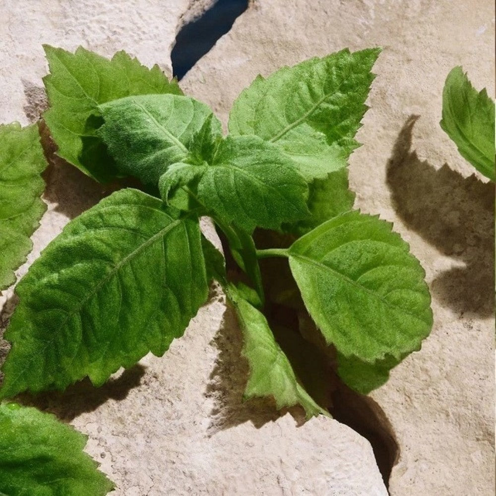 d-g-light-blue-pour-homme-edt-100ml-3003882-5