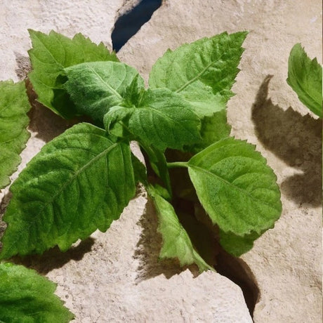 d-g-light-blue-pour-homme-edt-100ml-3003882-5