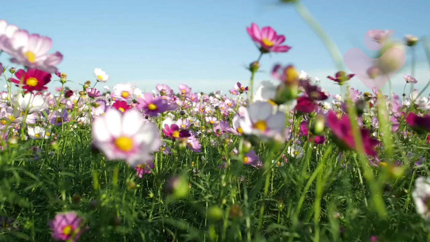breathe-easy-this-allergy-season1